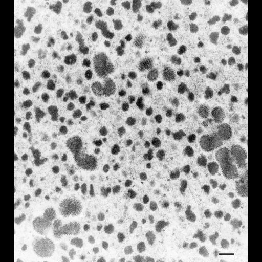  NCBI Organism:Paramecium multimicronucleatum; Cell Types:cell by organism, eukaryotic cell, , ; Cell Components:macronucleus, nucleolus; Biological process:nucleolus organization, macronucleus organization;