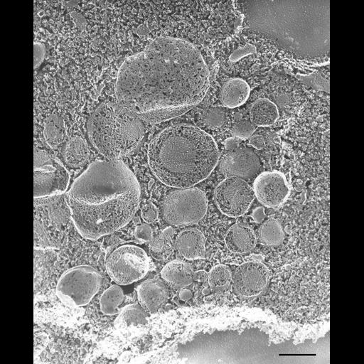  NCBI Organism:Paramecium multimicronucleatum; Cell Types:cell by organism, eukaryotic cell, , ; Cell Components:trichocyst Biological process:organelle assembly