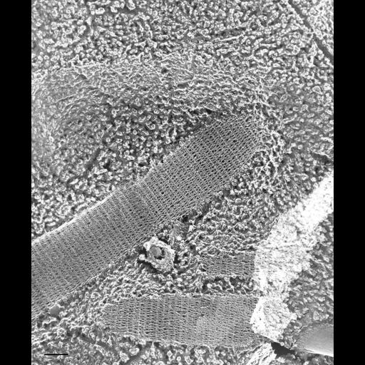  NCBI Organism:Paramecium multimicronucleatum; Cell Types:cell by organism, eukaryotic cell, , ; Biological process:organelle organization, ;