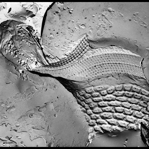  NCBI Organism:Paramecium multimicronucleatum; Cell Types:cell by organism, eukaryotic cell, , ; Cell Components:oral apparatus Biological process:oral apparatus organization