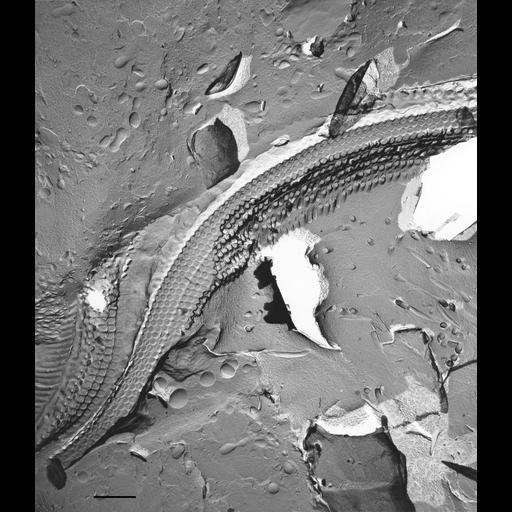  NCBI Organism:Paramecium multimicronucleatum; Cell Types:cell by organism, eukaryotic cell, , ; Cell Components:oral apparatus, microtubule basal body, cilium; Biological process:oral apparatus organization