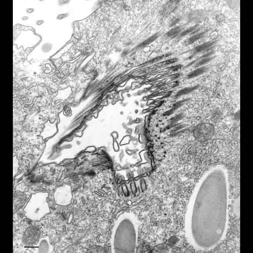  NCBI Organism:Paramecium multimicronucleatum; Cell Types:cell by organism, eukaryotic cell, , ; Cell Components:oral apparatus Biological process:oral apparatus organization