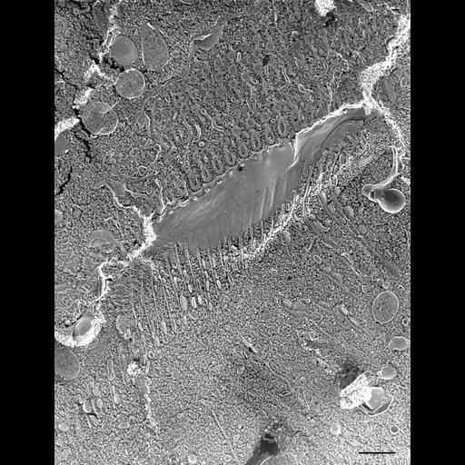  NCBI Organism:Paramecium multimicronucleatum; Cell Types:cell by organism, eukaryotic cell, , ; Cell Components:oral apparatus, microtubule associated complex; Biological process:oral apparatus organization