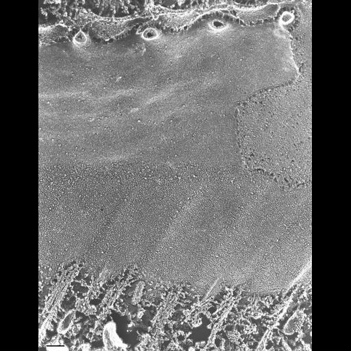  NCBI Organism:Paramecium multimicronucleatum; Cell Types:cell by organism, eukaryotic cell, , ; Cell Components:plasma membrane, oral apparatus, microtubule associated complex; Biological process:oral apparatus organization