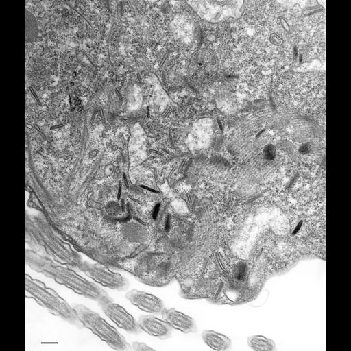  NCBI Organism:Paramecium multimicronucleatum; Cell Types:cell by organism, eukaryotic cell, , ; Cell Components:oral apparatus, microtubule associated complex; Biological process:oral apparatus organization