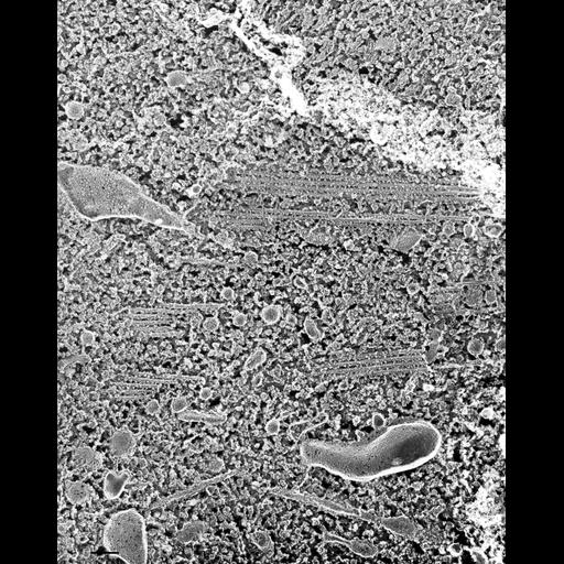  NCBI Organism:Paramecium multimicronucleatum; Cell Types:cell by organism, eukaryotic cell, , ; Cell Components:microtubule, transport vesicle; Biological process:vesicle transport along microtubule