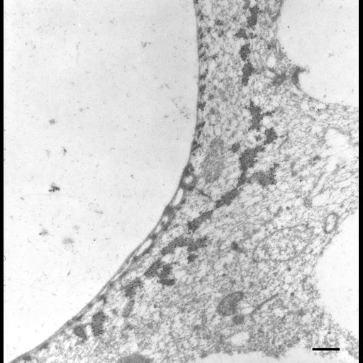  NCBI Organism:Paramecium multimicronucleatum; Cell Types:cell by organism, eukaryotic cell, , ; Cell Components:oral apparatus, cortical microtubule cytoskeleton; Biological process:microtubule cytoskeleton organization, oral apparatus organization;