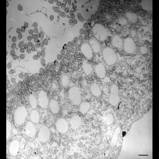  NCBI Organism:Paramecium multimicronucleatum; Cell Types:cell by organism, eukaryotic cell, , ; Cell Components:cytostome, transport vesicle, food vacuole; Biological process:digestive system process