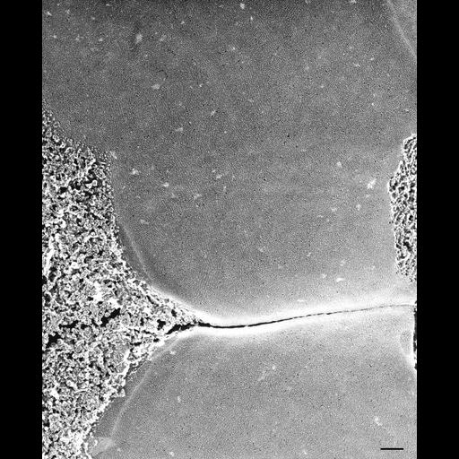  NCBI Organism:Paramecium multimicronucleatum; Cell Types:cell by organism, eukaryotic cell, , ; Cell Components:early phagosome, vesicle membrane; Biological process:vesicle fusion