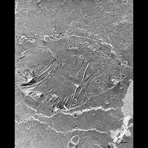  NCBI Organism:Paramecium multimicronucleatum; Cell Types:cell by organism, eukaryotic cell, , ; Cell Components:pre-autophagosomal structure membrane, vesicle membrane, oral apparatus; Biological process:oral apparatus organization, membrane to membrane docking;