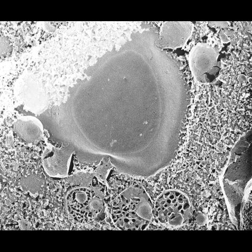  NCBI Organism:Paramecium multimicronucleatum; Cell Types:cell by organism, eukaryotic cell, , ; Cell Components:early phagosome, vesicle membrane; Biological process:membrane docking, membrane to membrane docking;