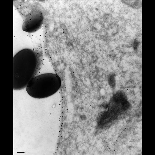  NCBI Organism:Paramecium multimicronucleatum; Cell Types:cell by organism, eukaryotic cell, , ; Cell Components:pre-autophagosomal structure membrane, food vacuole; Biological process:digestive system process