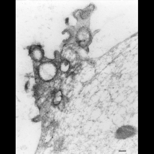  NCBI Organism:Paramecium multimicronucleatum; Cell Types:cell by organism, eukaryotic cell, , ; Cell Components:food vacuole, early phagosome, vesicle membrane; Biological process:vesicle docking, digestive system process;