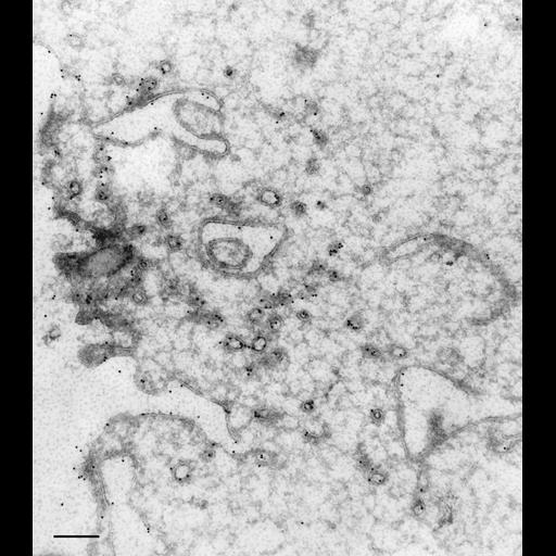  NCBI Organism:Paramecium multimicronucleatum; Cell Types:cell by organism, eukaryotic cell, , ; Cell Components:food vacuole, phagocytic vesicle, ; Biological process:digestive system process