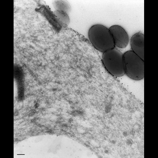  NCBI Organism:Paramecium multimicronucleatum; Cell Types:cell by organism, eukaryotic cell, , ; Cell Components:early phagosome, lysosome, vesicle membrane; Biological process:digestive system process