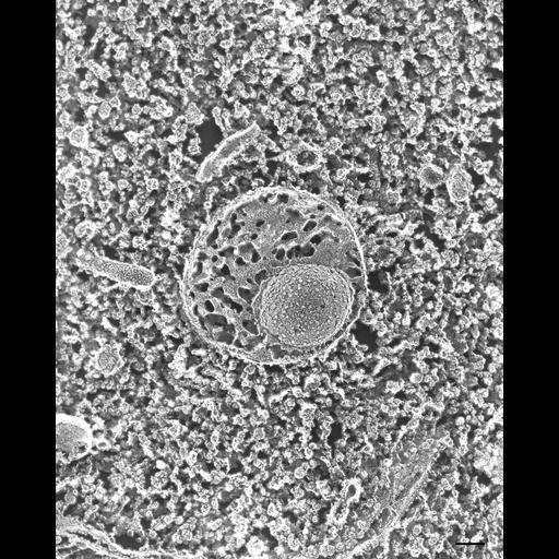  NCBI Organism:Paramecium multimicronucleatum; Cell Types:cell by organism, eukaryotic cell, , ; Cell Components:vesicle membrane, vesicle lumen; Biological process:digestive system process, ;