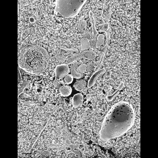  NCBI Organism:Paramecium multimicronucleatum; Cell Types:cell by organism, eukaryotic cell, , ; Cell Components:vesicle membrane, cytoplasm, endoplasmic reticulum membrane; Biological process:post-Golgi vesicle-mediated transport, vesicle docking involved in exocytosis, vesicle fusion;