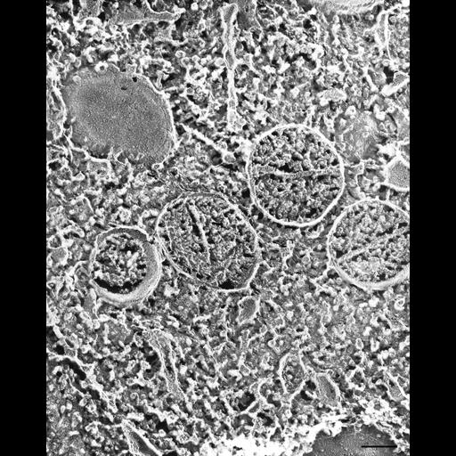  NCBI Organism:Paramecium multimicronucleatum; Cell Types:cell by organism, eukaryotic cell, , ; Cell Components:secondary lysosome, vesicle lumen, vesicle membrane; Biological process:digestive system process