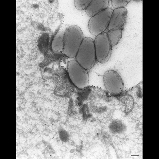  NCBI Organism:Paramecium multimicronucleatum; Cell Types:cell by organism, eukaryotic cell, , ;