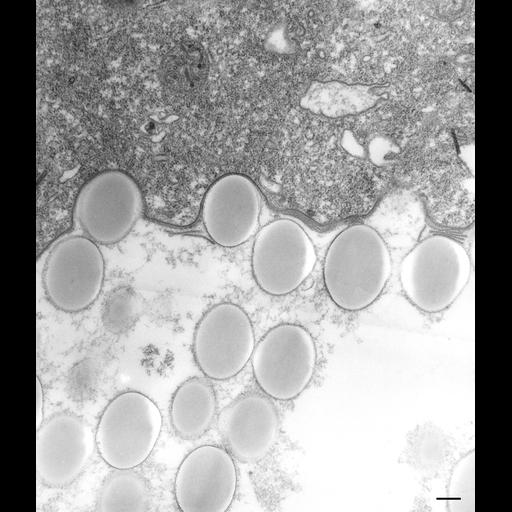  NCBI Organism:Paramecium multimicronucleatum; Cell Types:cell by organism, eukaryotic cell, , ; Cell Components:phagolysosome, food vacuole; Biological process:digestive system process