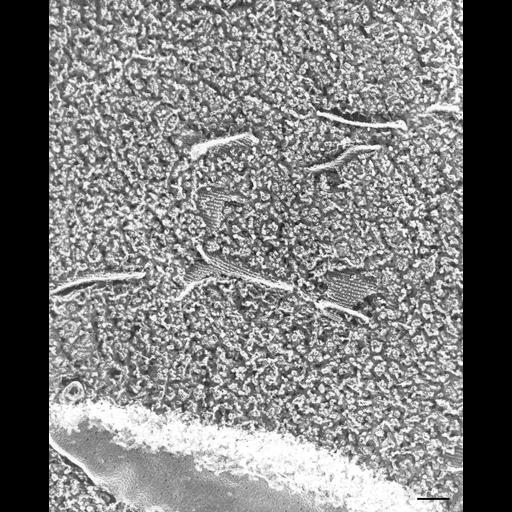  NCBI Organism:Paramecium multimicronucleatum; Cell Types:cell by organism, eukaryotic cell, , ; Cell Components:, vesicle lumen; Biological process:digestive system process