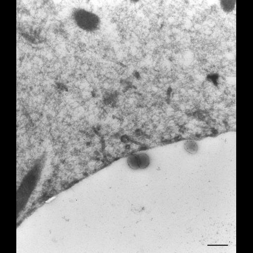  NCBI Organism:Paramecium multimicronucleatum; Cell Types:cell by organism, eukaryotic cell, , ; Cell Components:phagolysosome Biological process:digestive system process