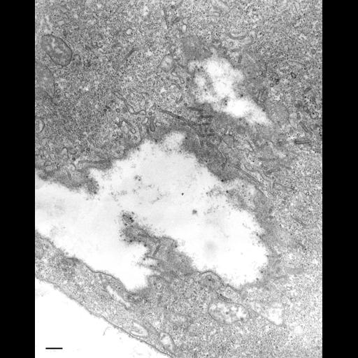  NCBI Organism:Paramecium multimicronucleatum; Cell Types:cell by organism, eukaryotic cell, , ; Cell Components:phagolysosome Biological process:digestive system process