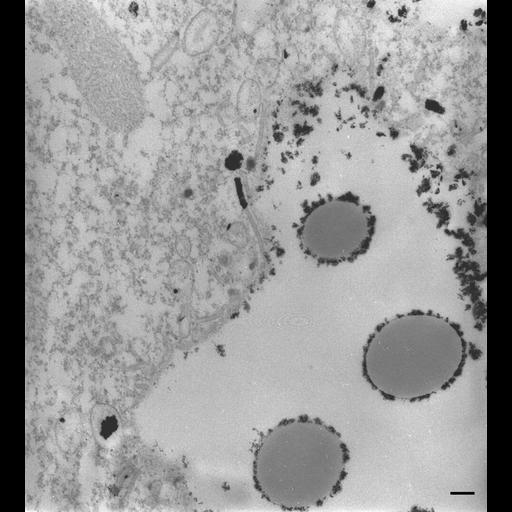  NCBI Organism:Paramecium multimicronucleatum; Cell Types:cell by organism, eukaryotic cell, , ; Cell Components:phagolysosome Biological process:digestive system process