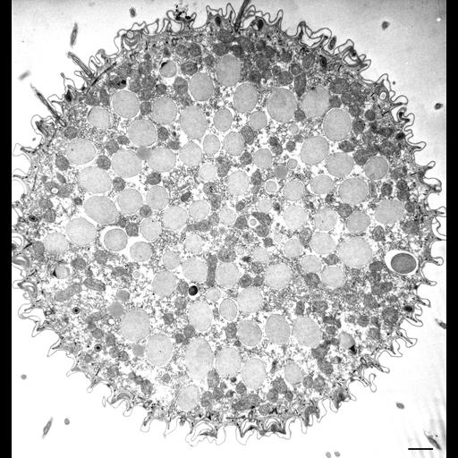  NCBI Organism:Paramecium caudatum; Cell Types:cell by organism, eukaryotic cell, , ; Cell Components:cilium, cell, trichocyst, cytoplasm, cell cortex; Biological process:cytoplasm organization, cortical cytoskeleton organization;