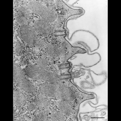  NCBI Organism:Paramecium caudatum; Cell Types:cell by organism, eukaryotic cell, , ; Cell Components:pellicle, , cell cortex; Biological process:plasma membrane organization