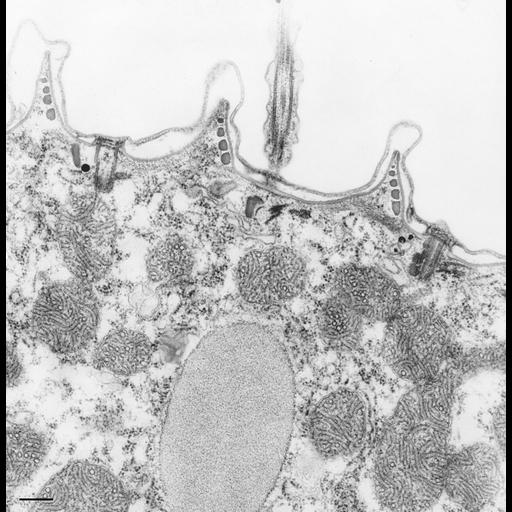  NCBI Organism:Paramecium caudatum; Cell Types:cell by organism, eukaryotic cell, , ; Cell Components:cell cortex, cilium, , ; Biological process:cortical cytoskeleton organization, cytoplasm organization;