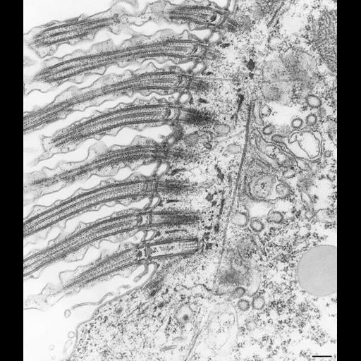  NCBI Organism:Paramecium caudatum; Cell Types:cell by organism, eukaryotic cell, , ; Cell Components:oral apparatus, cilium, cell cortex, early endosome, coated pit; Biological process:oral apparatus organization, ciliary or flagellar motility, endocytosis;