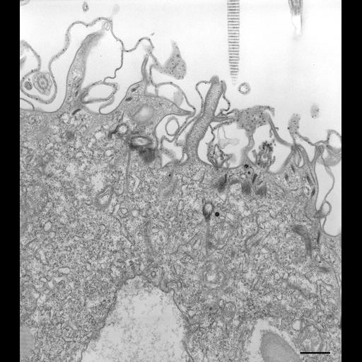  NCBI Organism:Paramecium caudatum; Cell Types:cell by organism, eukaryotic cell, , ; Cell Components:cytoproct, microtubule associated complex, cell cortex, vesicle membrane; Biological process:digestion, digestive system process, cortical cytoskeleton organization;