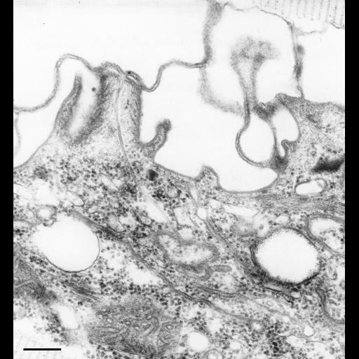  NCBI Organism:Paramecium caudatum; Cell Types:cell by organism, eukaryotic cell, , ; Cell Components:cytoproct, vesicle membrane, microtubule associated complex; Biological process:digestive system process, ;