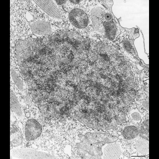  NCBI Organism:Paramecium caudatum; Cell Types:cell by organism, eukaryotic cell, , ; Cell Components:micronucleus, microtubule associated complex, nuclear pore; Biological process:micronucleus organization, ;