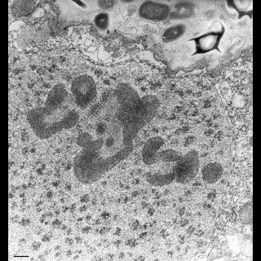  NCBI Organism:Paramecium caudatum; Cell Types:cell by organism, eukaryotic cell, , ; Cell Components:macronucleus, nuclear pore, nucleolus; Biological process:macronucleus organization