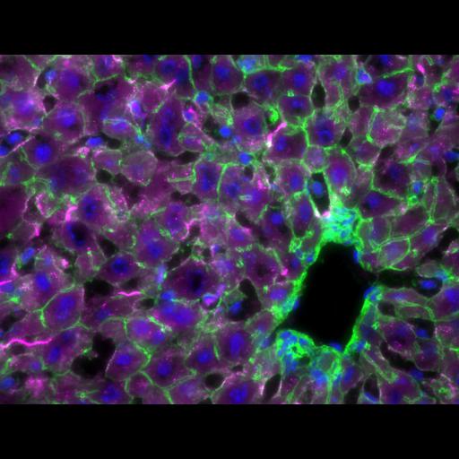  NCBI Organism:Mus musculus; Cell Types:hepatocyte, ; Cell Components:filamentous actin, nucleus;