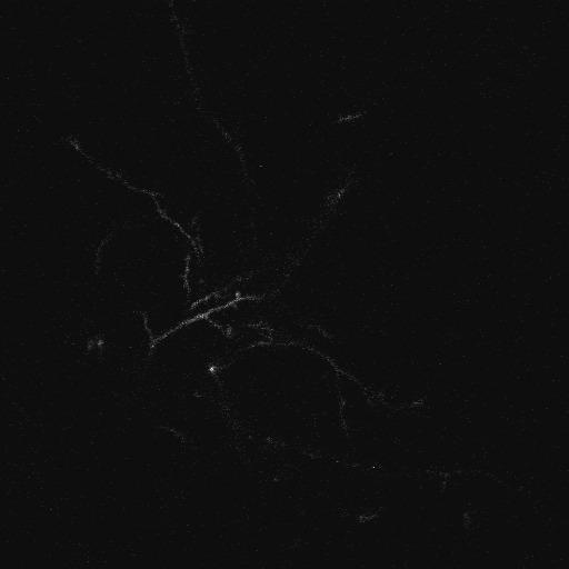  NCBI Organism:Xenopus laevis; Cell Types:CNS neuron (sensu Vertebrata) Cell Components:dendrite, neuronal cell body, cytoplasm, axon; Biological process:neuron development, morphogenesis of a branching structure;