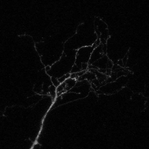  NCBI Organism:Xenopus laevis; Cell Types:CNS neuron (sensu Vertebrata) Cell Components:dendrite, cytoplasm, axon; Biological process:neuron development, morphogenesis of a branching structure;