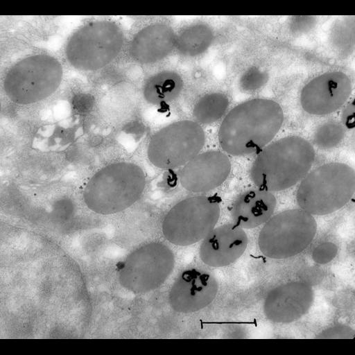  NCBI Organism:Cavia porcellus; Cell Components:zymogen granule Biological process:protein secretion, protein transport;