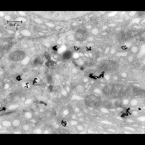  NCBI Organism:Cavia porcellus; Cell Components:mitochondrion, Golgi-associated vesicle; Biological process:protein secretion, protein transport;