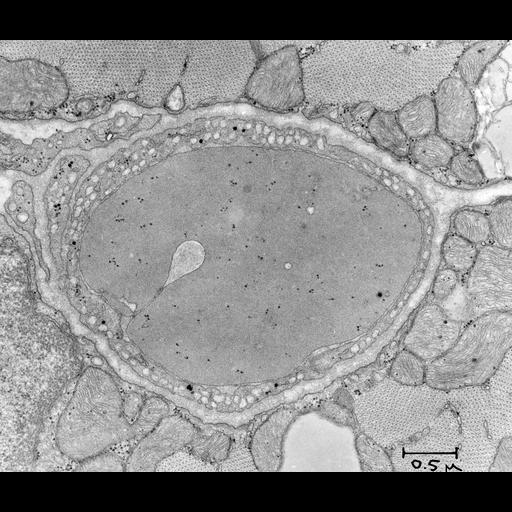  NCBI Organism:Rattus; Cell Types:capillary endothelial cell, reticulocyte; Biological process:regulation of vascular permeability