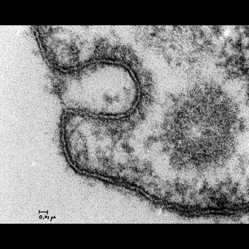  NCBI Organism:Rattus; Cell Types:endothelial cell Cell Components:clathrin-coated vesicle, caveola; Biological process:regulation of vascular permeability