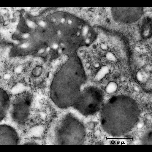  NCBI Organism:Cavia porcellus; Cell Components:exocytic vesicle Biological process:exocytosis