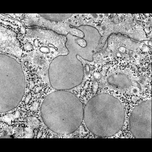  NCBI Organism:Rattus; Cell Components:exocytic vesicle Biological process:exocytosis