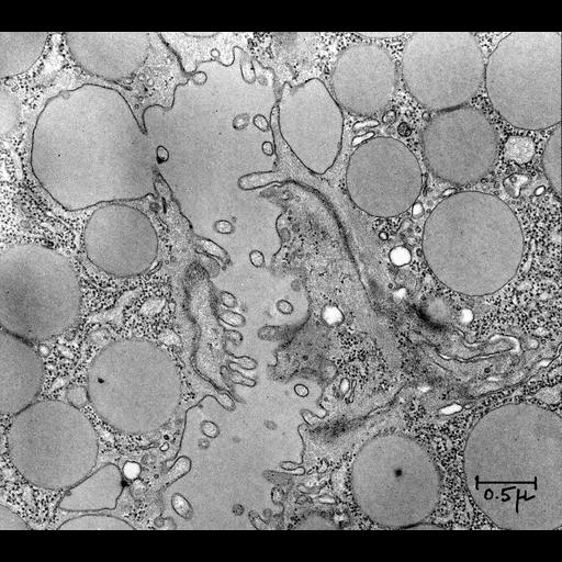  NCBI Organism:Rattus; Cell Components:exocytic vesicle Biological process:exocytosis, vesicle fusion;