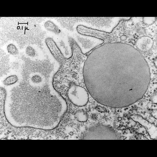  NCBI Organism:Rattus; Cell Types:pancreatic acinar cell Cell Components:secretory granule, secretory granule membrane; Biological process:exocytosis