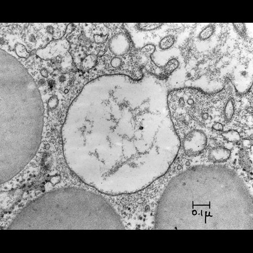  NCBI Organism:Cavia porcellus; Cell Components:exocytic vesicle Biological process:exocytosis