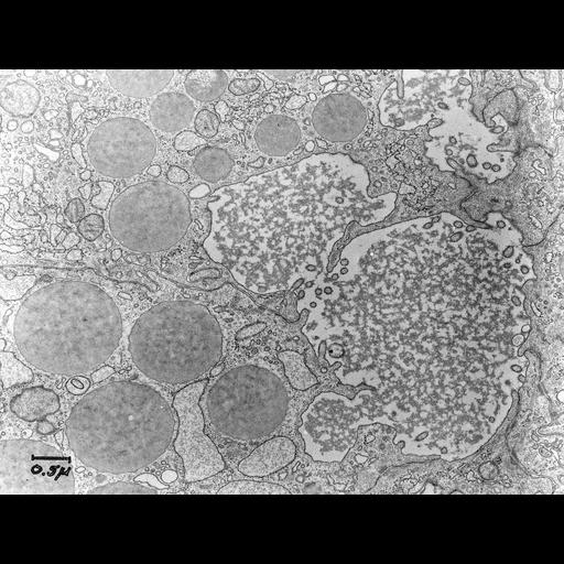  NCBI Organism:Cavia porcellus; Cell Components:exocytic vesicle Biological process:exocytosis