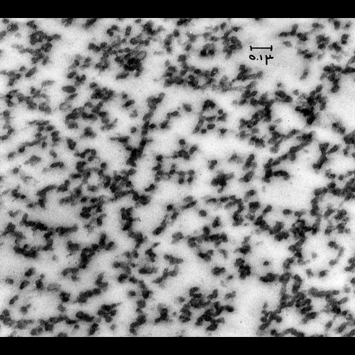  NCBI Organism:Cavia porcellus;